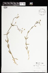 Cerastium nutans image