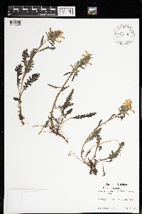 Pedicularis canadensis image