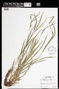 Carex grisea image