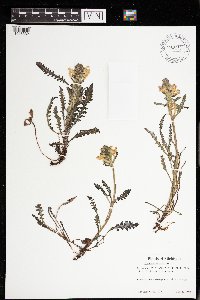 Pedicularis canadensis image