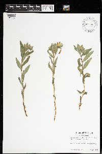 Lithospermum canescens image