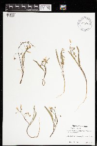 Claytonia virginica image