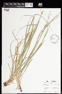 Carex muehlenbergii image