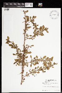 Berberis thunbergii image