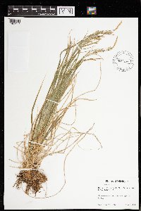 Carex sprengelii image