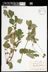 Geum urbanum image