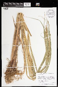 Carex atherodes image