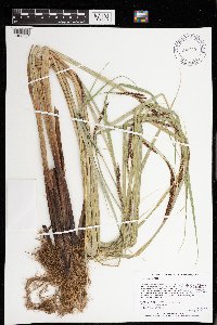 Carex lacustris image