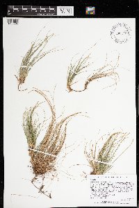 Carex eburnea image