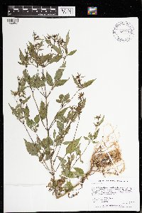 Bidens frondosa image