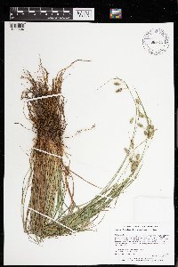 Carex magellanica subsp. irrigua image