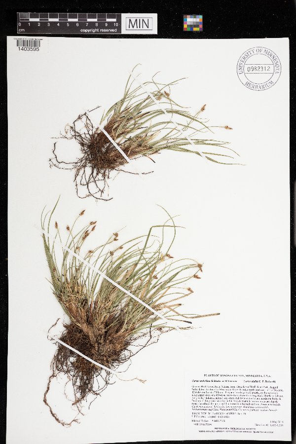 Carex umbellata image