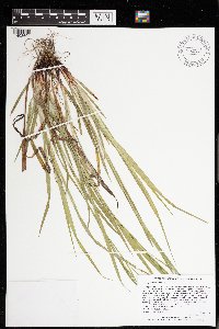 Carex gracillima image