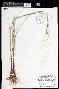 Carex lasiocarpa image