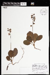 Pyrola elliptica image