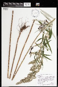 Artemisia serrata image