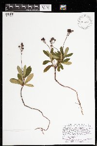 Chimaphila umbellata image