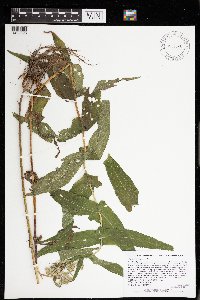 Eupatorium perfoliatum image