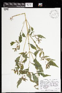 Bidens tripartita image