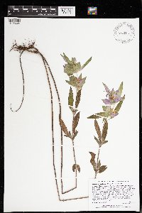 Monarda punctata image