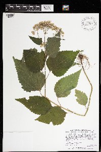 Ageratina altissima image