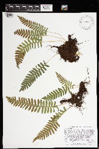 Polypodium virginianum image