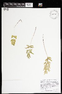 Cryptogramma stelleri image