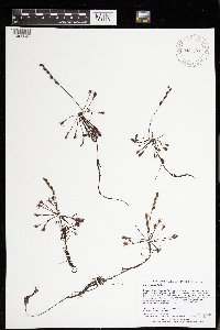 Drosera intermedia image