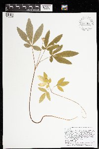 Panax trifolius image