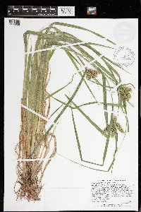 Carex hystericina image