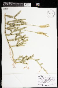 Lycopodium clavatum image