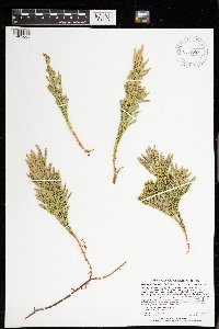 Dendrolycopodium hickeyi image