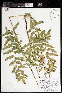 Osmunda regalis var. spectabilis image