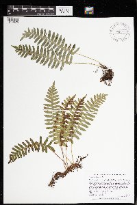 Polypodium virginianum image