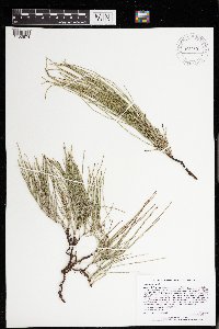 Equisetum arvense image