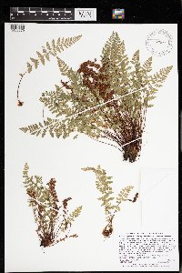 Woodsia oregana image