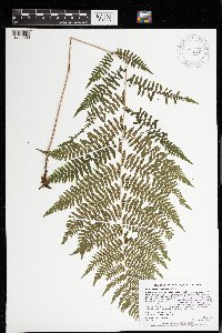 Athyrium filix-femina var. angustum image