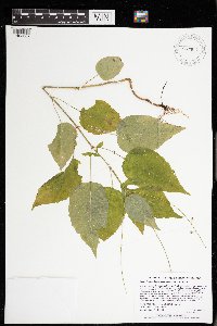 Circaea lutetiana image