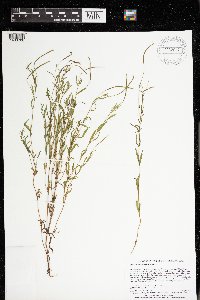 Epilobium leptophyllum image