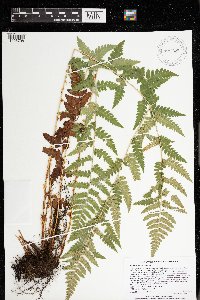 Dryopteris cristata image