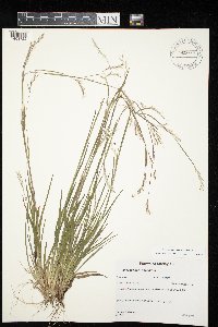 Schizachyrium scoparium image