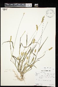 Setaria pumila image