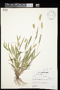 Setaria viridis image