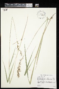 Sorghastrum nutans image