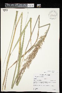 Sorghastrum nutans image