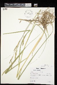 Spartina pectinata image