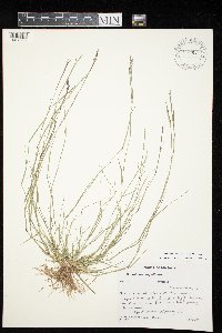 Sporobolus vaginiflorus image