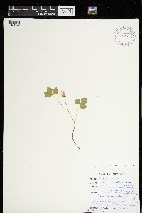 Rubus arcticus subsp. acaulis image