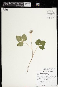 Rubus arcticus image