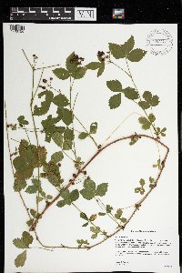 Rubus hispidus image